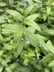 Scutellaria galericulata
