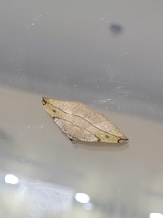 Hypochrosis hyadaria