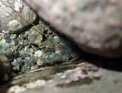 Alpheidae