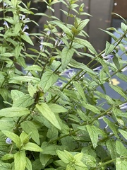 Scutellaria galericulata
