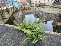 Scutellaria galericulata