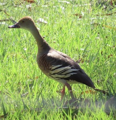 Dendrocygna eytoni