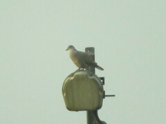 Streptopelia decaocto