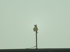 Streptopelia decaocto