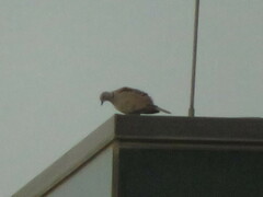 Streptopelia decaocto