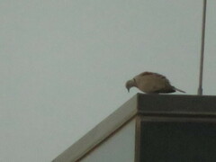 Streptopelia decaocto