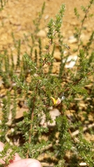 Aspalathus retroflexa