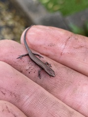 Lampropholis