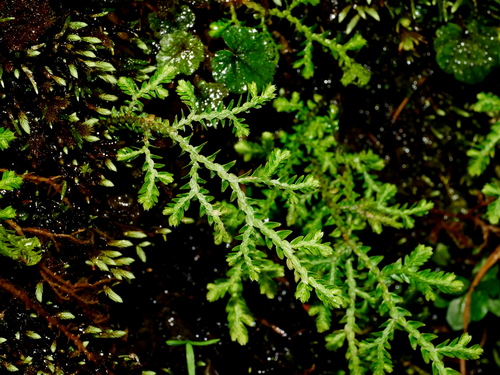 Selaginella heterostachys iNat (2)