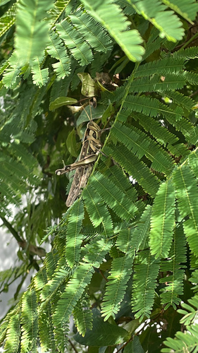 Brown‐spotted Locust
