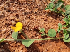 Crotalaria evolvuloides