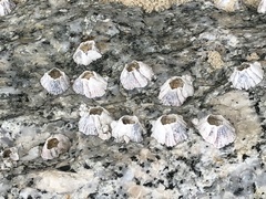 Amphibalanus amphitrite