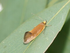 Delexocha ochrocausta