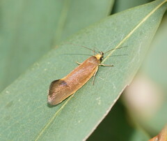 Delexocha ochrocausta