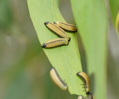 Paropsisterna cloelia
