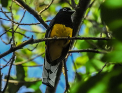 Trogon viridis