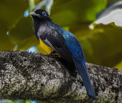Trogon viridis