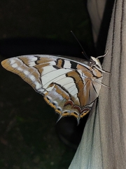Charaxes sempronius