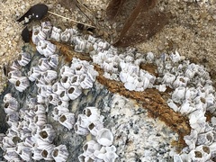 Amphibalanus amphitrite