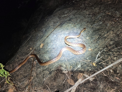 Brown Tree Snake sighting