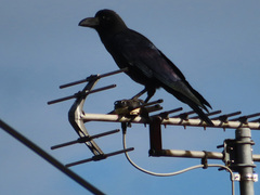 Corvus macrorhynchos