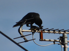Corvus macrorhynchos