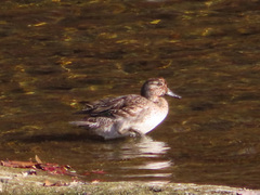 Anas crecca crecca
