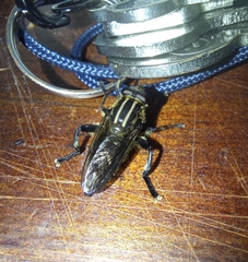 Orthoprosopa bilineata