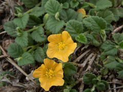 Sida rhombifolia insularis