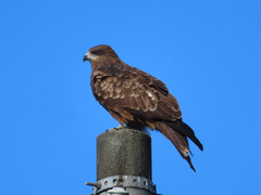 Milvus migrans lineatus