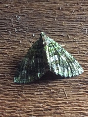 Austrocidaria similata