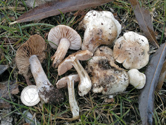 Hebeloma crustuliniforme