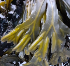 Fucus ceranoides