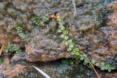 Epilobium brunnescens