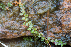 Epilobium brunnescens