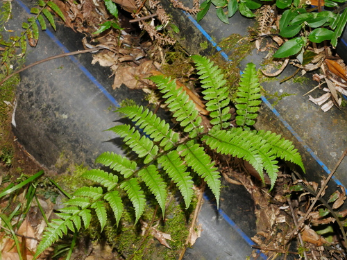 Athyrium arisanense (Athyrium arisanense)