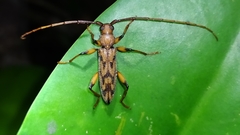 Phrynocris notabilis