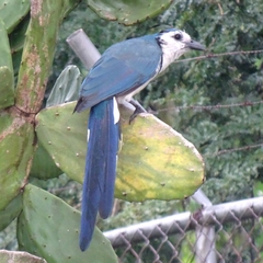 Calocitta formosa