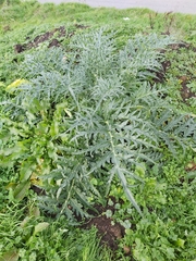Cynara cardunculus
