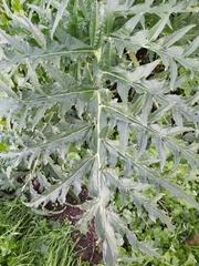 Cynara cardunculus