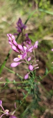 Comesperma ericinum