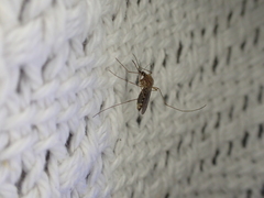 Culex quinquefasciatus