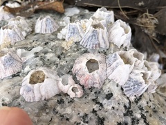 Amphibalanus amphitrite