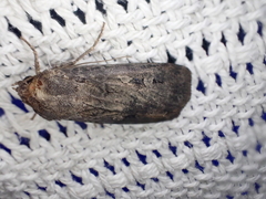 Agrotis