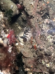 Onchidoris bilamellata