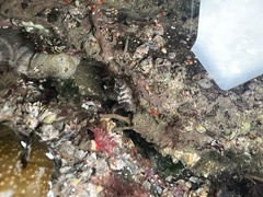 Onchidoris bilamellata