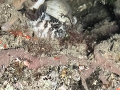 Onchidoris bilamellata