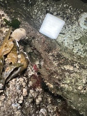 Onchidoris bilamellata