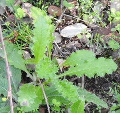 Carduus pycnocephalus