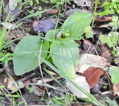 Doronicum plantagineum